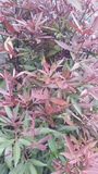 CERATOPETALUM RUBIES N LACE