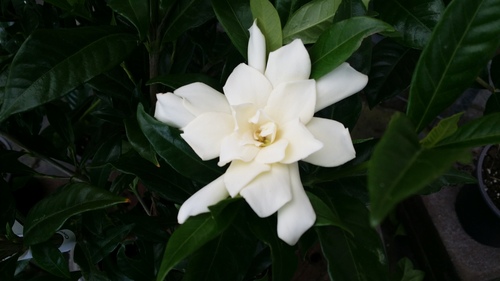 GARDENIA RADICANS FOUR SEASONS