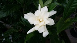 GARDENIA RADICANS FOUR SEASONS